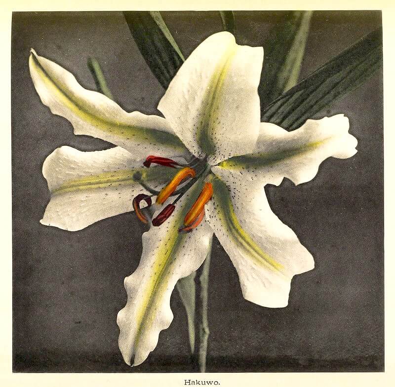 Some Japanese Flowers - Ogawa Kazumasa